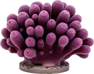 Purple sea anemone with textured tentacles on a pedestal isolated marine life transparent background