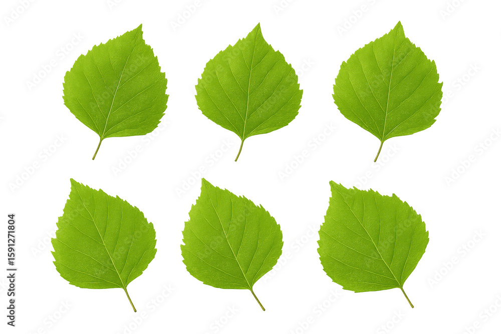 Poster vibrant green leaves creating a natural and refreshing pattern, perfect for spring or summer designs