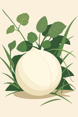 A stylized vector illustration of a white gourd (or calabash) resting on the ground, surrounded by lush green leaves and blades of grass. The fruit is round and smooth, with subtle shading that gives 