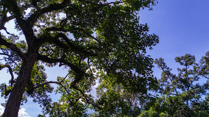 large and tall teak forest bathed in sunlight, with tall, slender trees reaching toward the sky. The soft rays of light filtering through the branches create a serene and enchanting woodland