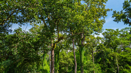 large and tall teak forest bathed in sunlight, with tall, slender trees reaching toward the sky....