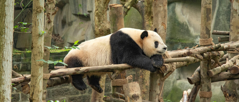 giant panda eating bamboo in forest. China