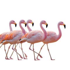 Obraz premium Five flamingos walking in a straight line at a wetland during sunny weather