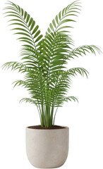 Lush Green Palm Plant In A Stone Pot Isolated Transparent Background Isolate