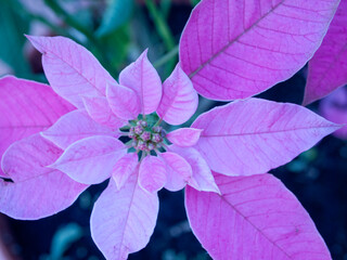 close-up with details of the leaves of the typical poinsettia at Christmas time