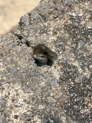 small lizard poking its head out from inside a hole in the rock