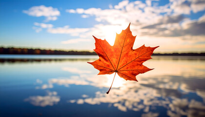 Orange Maple Leaf Floating on Calm Lake at Sunset