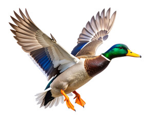 Flying Mallard Duck with Spread Wings Isolated &ndash; AI Animal Cutout (2)