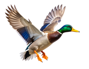 Flying Mallard Duck with Spread Wings Isolated – AI Animal Cutout (2)