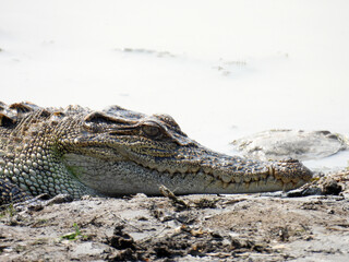 Vietnamese Crocodile in Natural Habitat