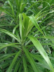Pleomele angustifolia or Dracaena angustifolia, The leaves of this plant are used as a natural green dye for food - in Indonesia its called Tanaman Suji hijau