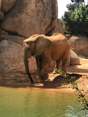 elephant about to take a refreshing bath