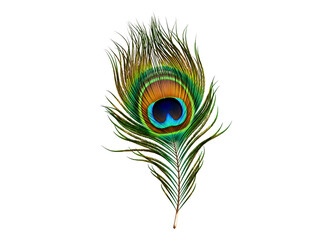 A single beautiful peacock feather with its distinctive eye pattern isolated on transparent background