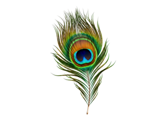 A single beautiful peacock feather with its distinctive eye pattern isolated on transparent background