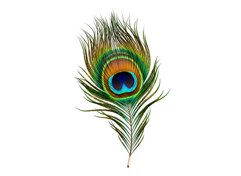 Fototapeta A single beautiful peacock feather with its distinctive eye pattern isolated on transparent background