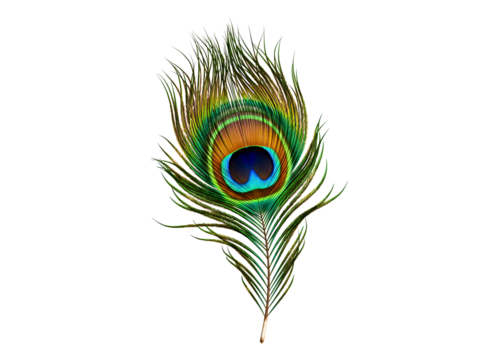 A single beautiful peacock feather with its distinctive eye pattern isolated on transparent background