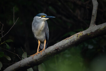 Striated heron latin name Butorides