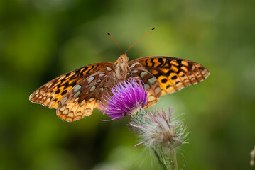 Great spangled fritillary butterfly on bull thistle wildflower
