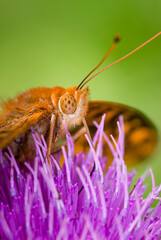 Close-up of great spangled fritillary butterfly feeding on flower