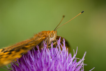 Close-up of great spangled fritillary butterfly on bull thistle
