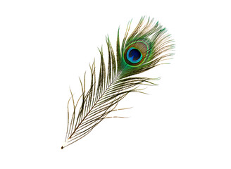 A single beautiful peacock feather with its distinctive eye pattern isolated on transparent background