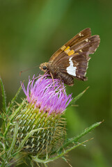 Silver-spotted skipper butterfly on bull thistle wildflower