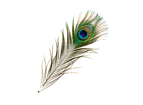 A single beautiful peacock feather with its distinctive eye pattern isolated on transparent background - Powered by Adobe