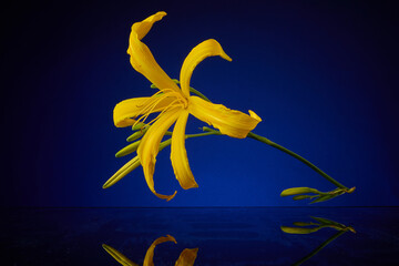 Lily floating above a tabletop