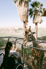 Young lady in wheelchair greeting a giraffe