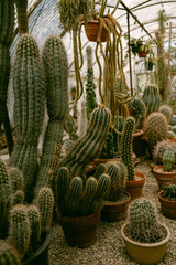 Greenhouse full of cactus plants