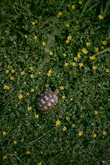 Small tortoise eating grass and yellow flowers