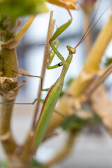 Praying mantis climbing among garden branches