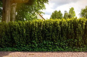Trimmed green yew hedge in the garden	