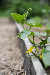 Cucumber Plant with Yellow Flower on Garden Bed Edge