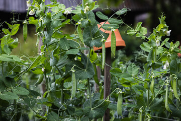 Green pea plants with pods in home garden