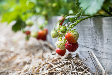 Ripe and unripe strawberries growing in raised bed