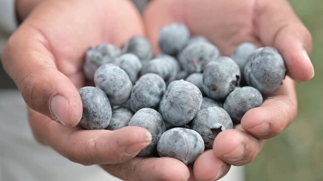 Close up of farmer hands holding fresh blueberries in Olmos