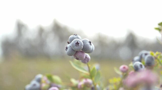 Travelling in close up of ripe blueberries ready for harvest
