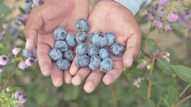 Top down shot of fresh blueberries in farmer hands