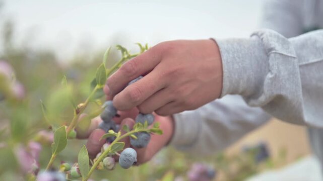 Farmer harvesting blueberries with hands in open agricultural field