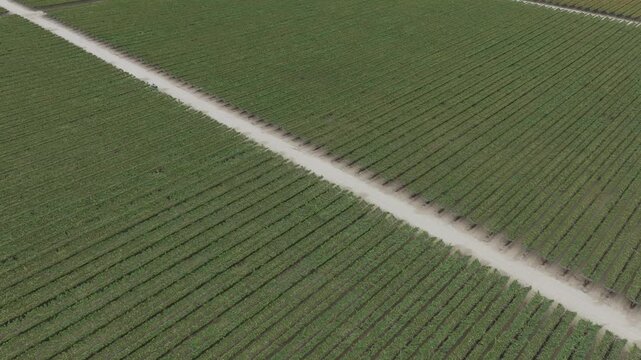 Drone view of blueberry fields in irrigated valley of Olmos