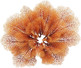 Intricate Branching Orange Coral Formation Isolated Transparent Background Ready To Isolate Transparent Background