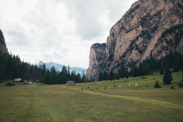 A beautiful view of the Dolomites mountains, with cows grazing in a green field.
