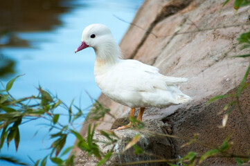 wild duck posing by the lake