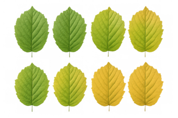 Autumn transition: green leaves gradually yellowing, fading from vibrant summer hue against transparent backdrop