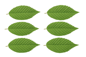 Fototapeta premium Mitragyna speciosa green leaves positioned cleanly, displaying botanical detail against transparent surface for graphic design applications