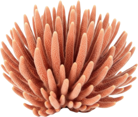 Delicate branching coral with textured polyps isolated for marine life