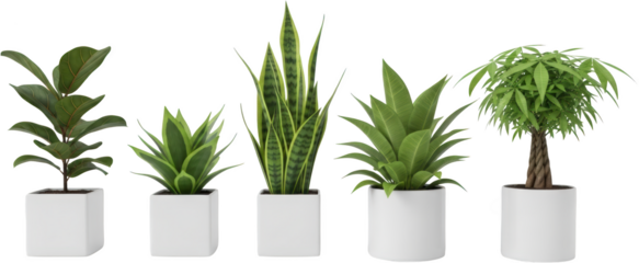 Five potted green houseplants with lush foliage isolated for potted plants