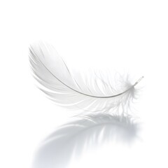 Obraz premium A delicate, white feather rests gently, its intricate structure highlighted against a pristine backdrop.