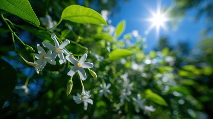 Close-up of white jasmine flowers with green leaves and bright sun on blue sky. Perfect for spring, summer, or nature-themed designs and backgrounds.